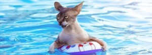 cats-in-swimming-pools-101