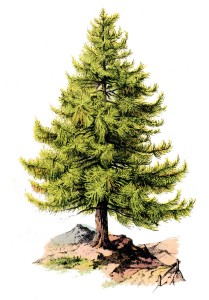 tree+pine-graphicsfairy008b