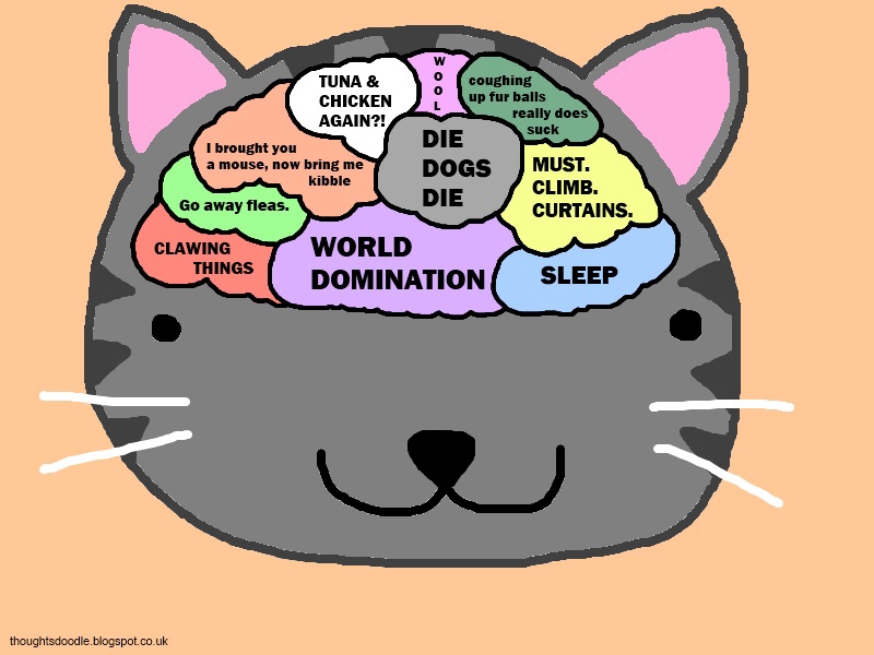 Joke world. Кошка с мышлением. World Cat Day. Картинка кошка мышление. Арты Dog Day и Cat nap.